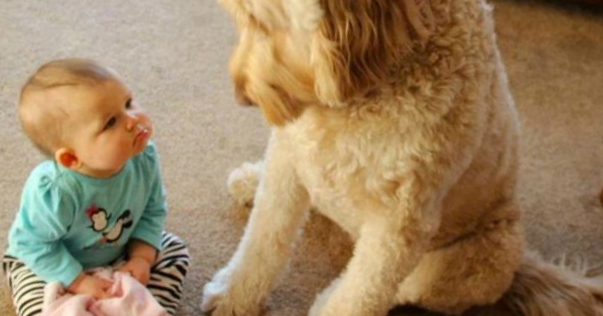 6 Reasons Why We Love Our Cute Dogs -- Awww!