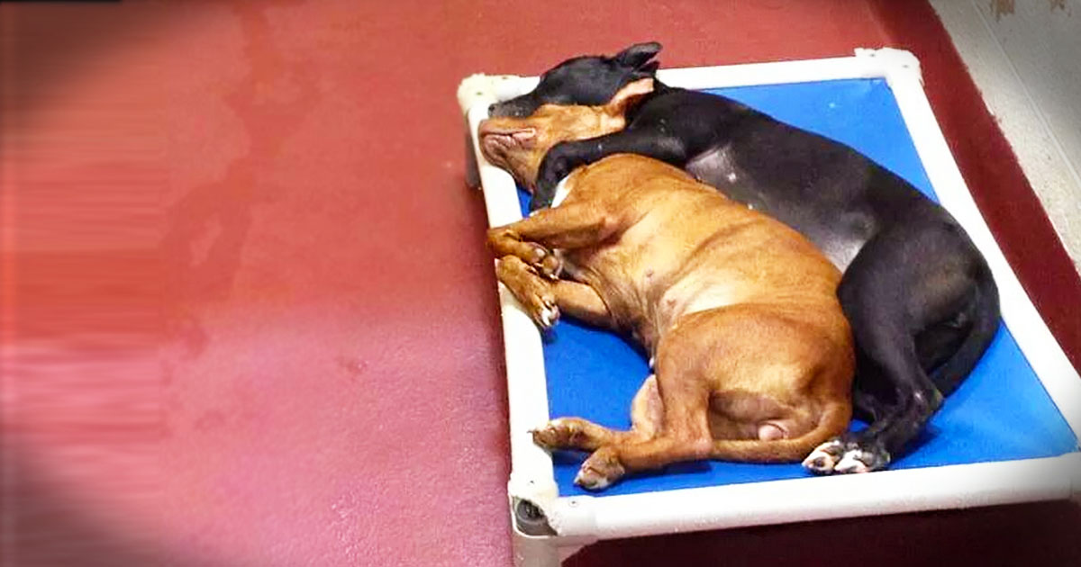 2 Shelter Dogs Share the 1 Thing To Bring Them Comfort. So Moving!
