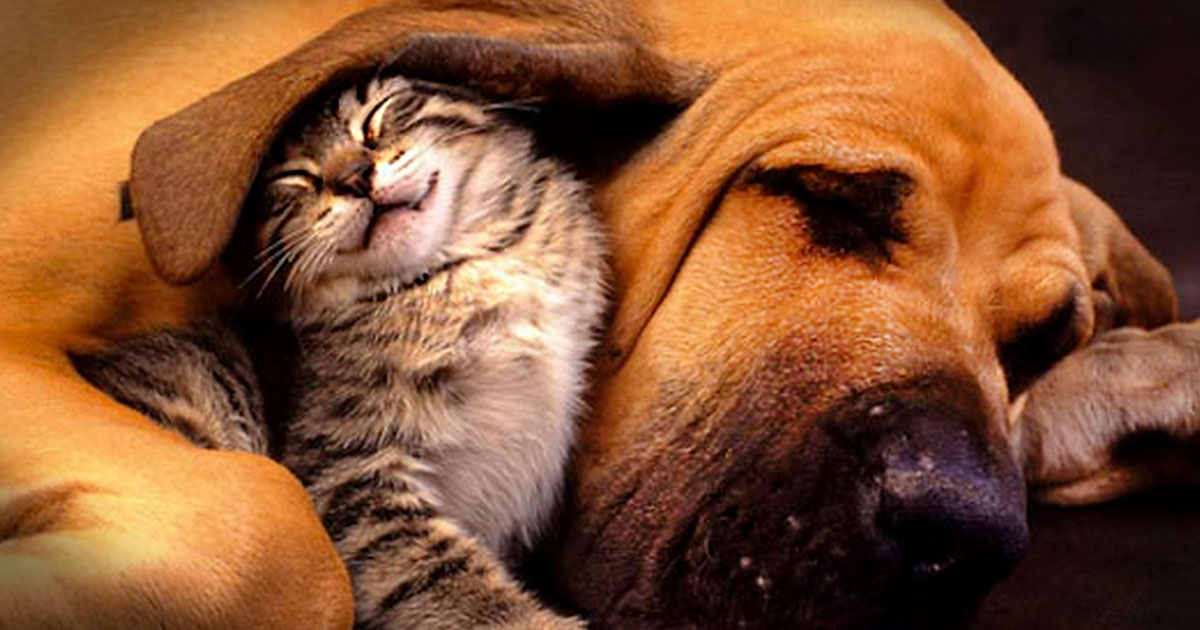10 Pictures of Extremely Unusual Animal Friendships