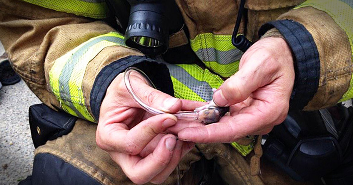 These Hamsters Nearly Died After Being In A Burning Home.  But Firefighters Saved Them By Doing This