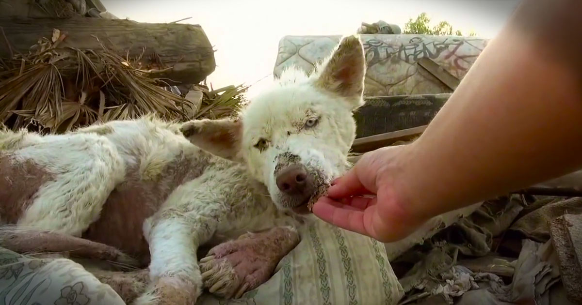 2 Dogs Were Treated Like Trash 'Til Someone Showed Them Kindness