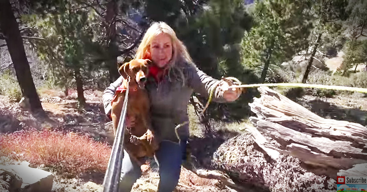 3 Dogs' Mountain Side Rescue Is Nail-Bitting
