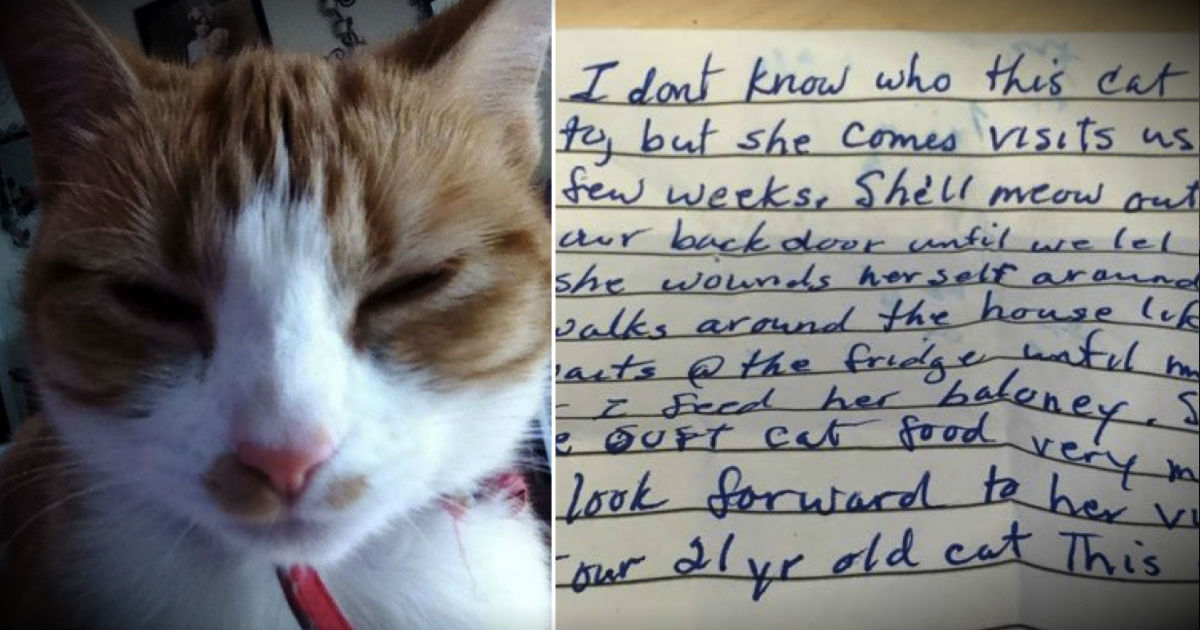A Note From A Stranger Reveals This Cat's SECRET Life As A Fur Angel!