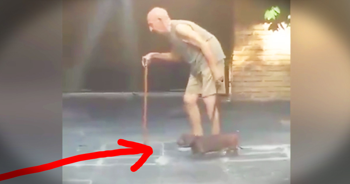 Loyal Dog's Slow Walk With His Elderly Human Will Warm Your Heart