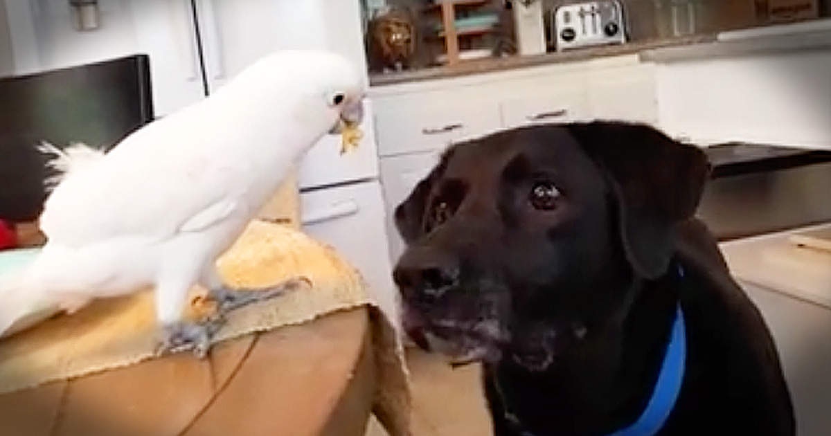 Unlikely Animal Friends Are Adorably Helpful