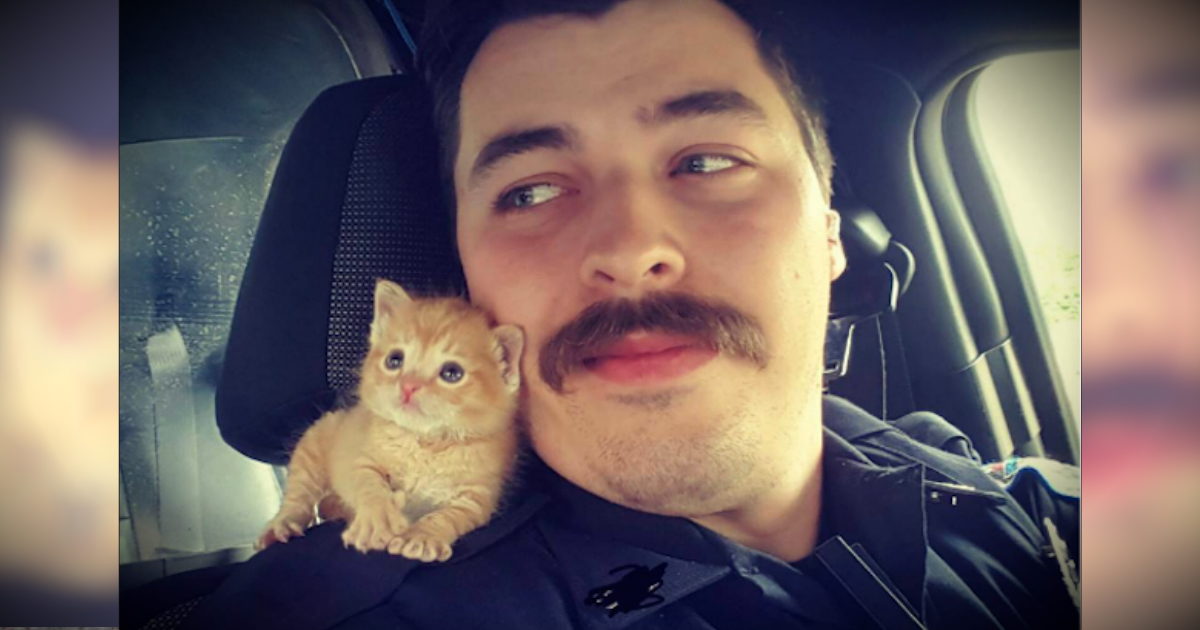 A Cop Rescued An Abandoned Kitten And The 2 Make The Cutest Partners!
