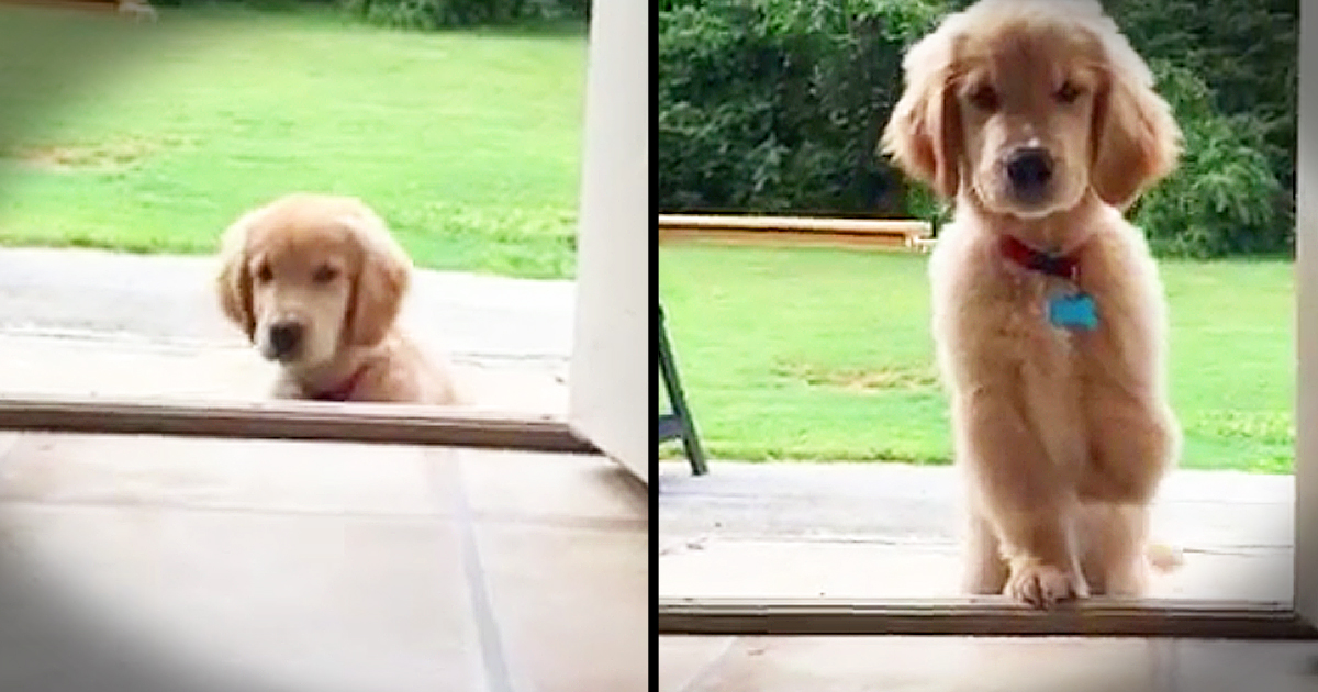 3-Legged Puppy Adorably Conquers Steps