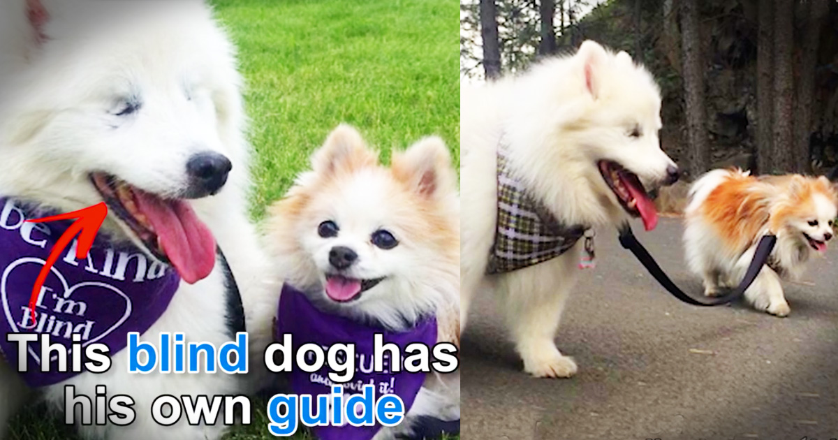 Blind Dog Has His Own Seeing Eye Dog And They Are Beyond Perfect