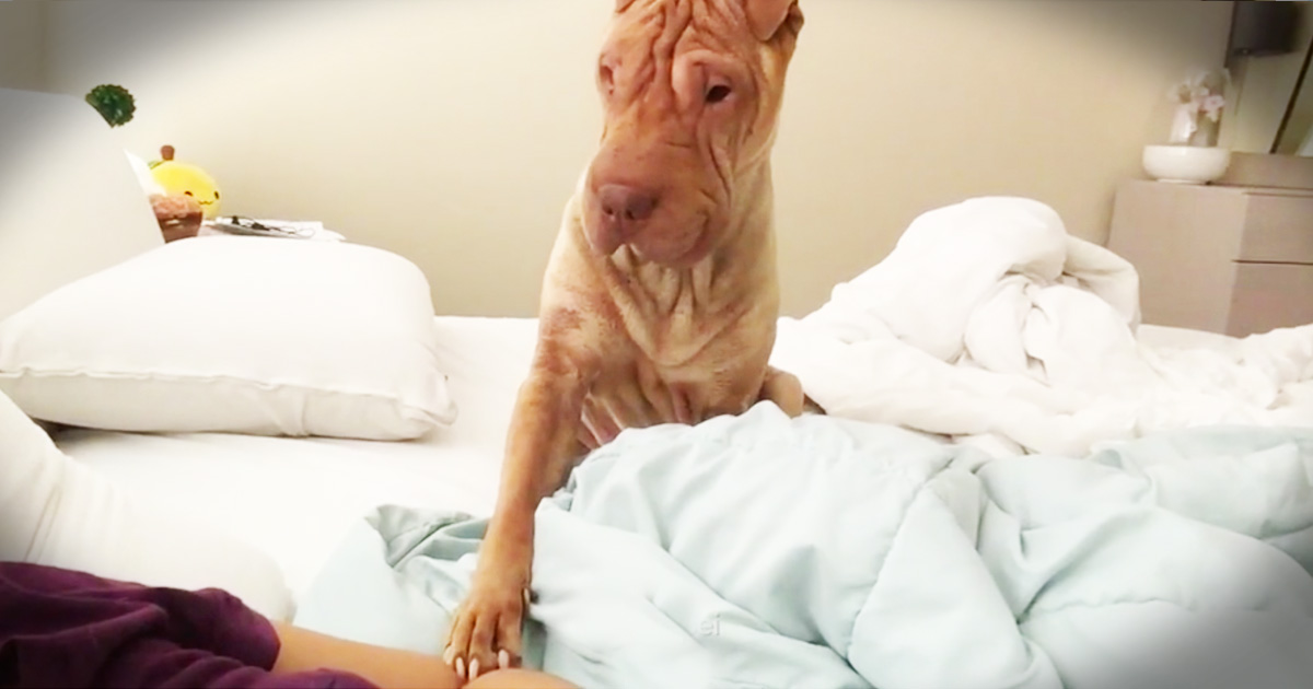 World's Most Polite Dog Is The Sweetest Alarm Clock