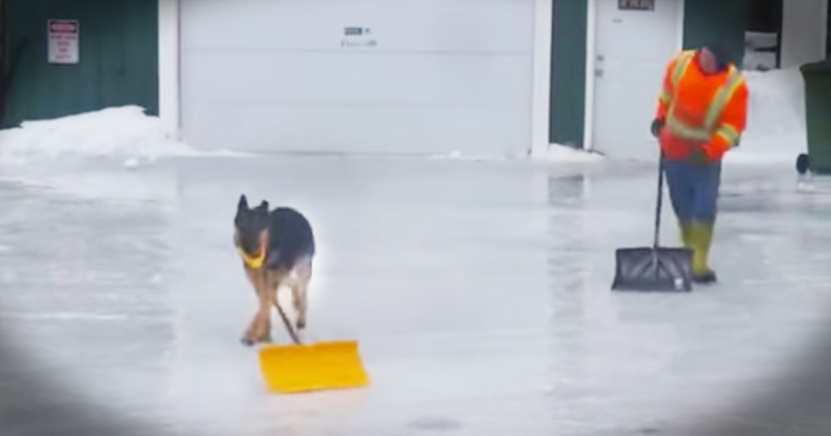 Adorable Dog Helps Human Shovel Snow From The Driveway