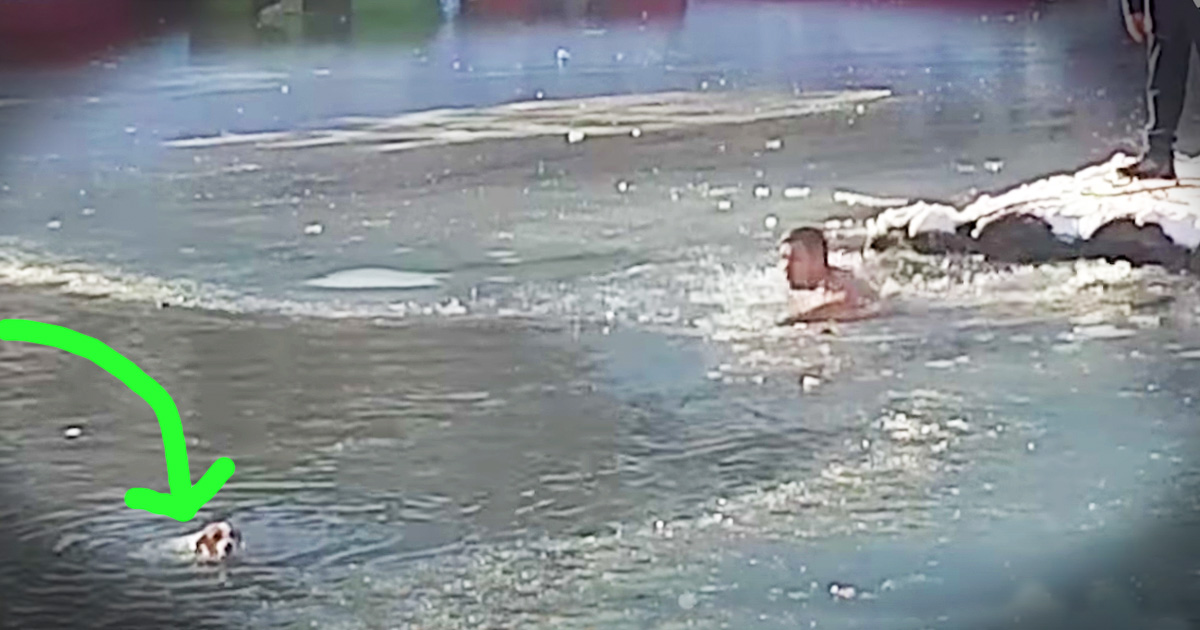 Dog Drowning In A Freezing Lake Rescued By A Brave Stranger