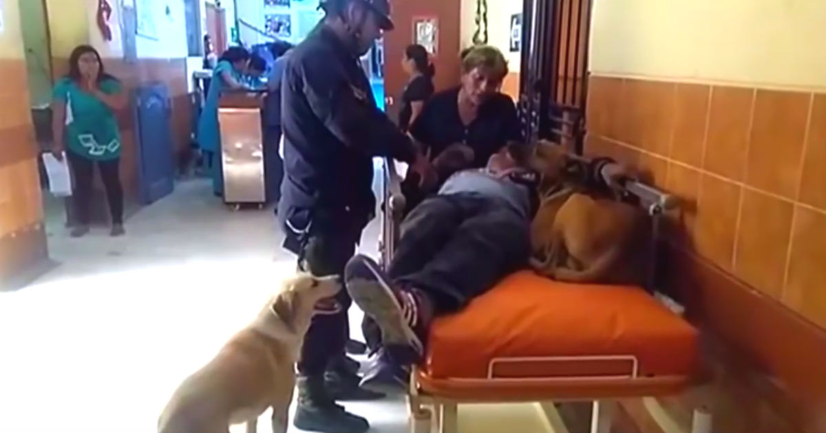 Injured Man is Rushed to Hospital While His Dogs Refuse to Leave His Side
