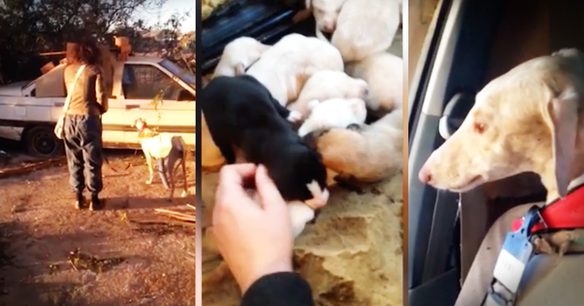 Severely Injured Dog Leads Rescuers To Her Puppies