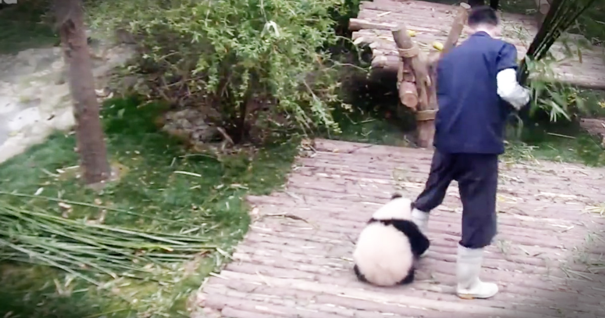 Tiny Panda Is Going Viral For Adorably Making His Caretaker’s Job A Bit Difficult