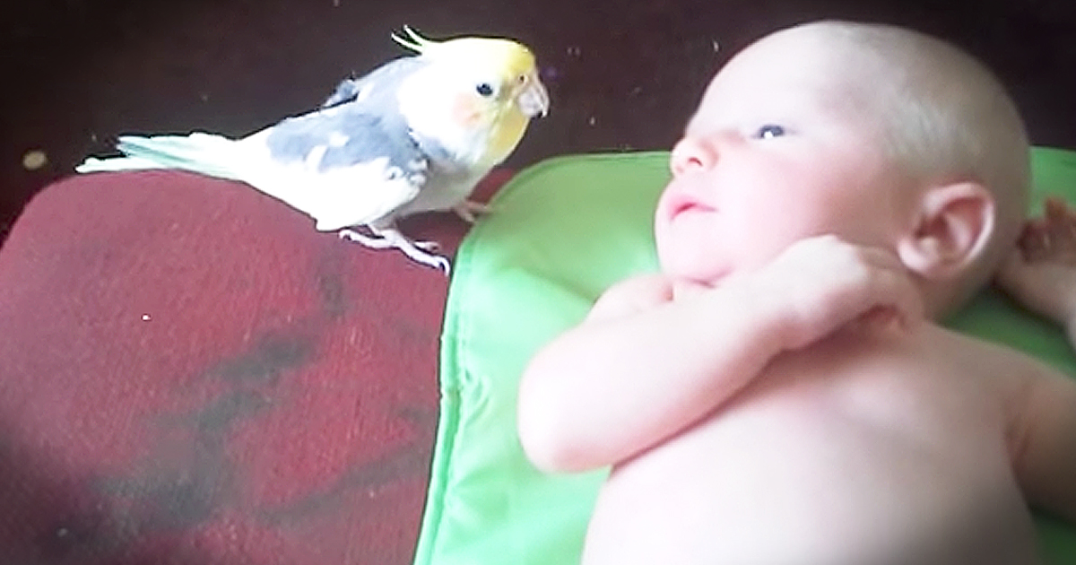 Sweet Cockatiel Sings To 2-Week-Old Baby